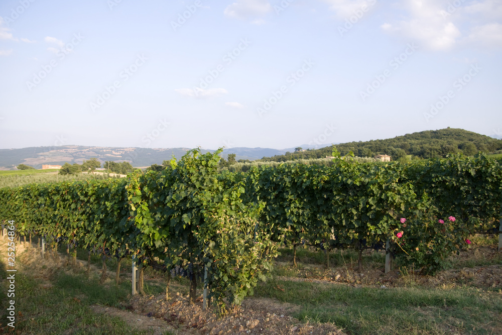 tuscany vineyards