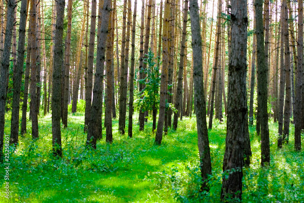 Obraz premium summer forest