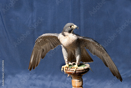 Peregrine Falcon starting to spread her wings photo