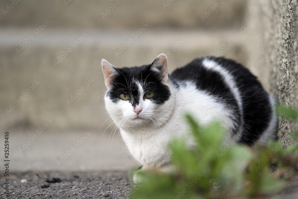 Dicke Katze Dicke Katze