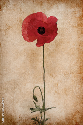 Illustration of watercolor poppy on a vintage background