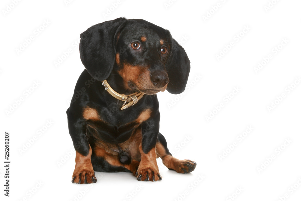 Black and brown dachshund puppy Black and brown dachshund puppy