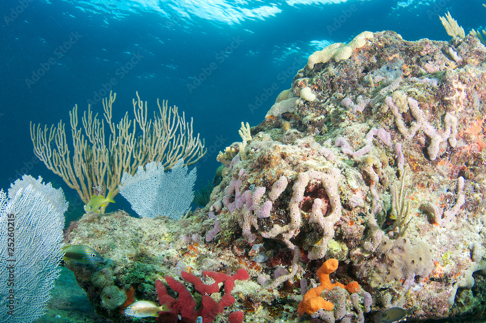 Naklejka premium Sea Rod on a reef in Broward County, Florida