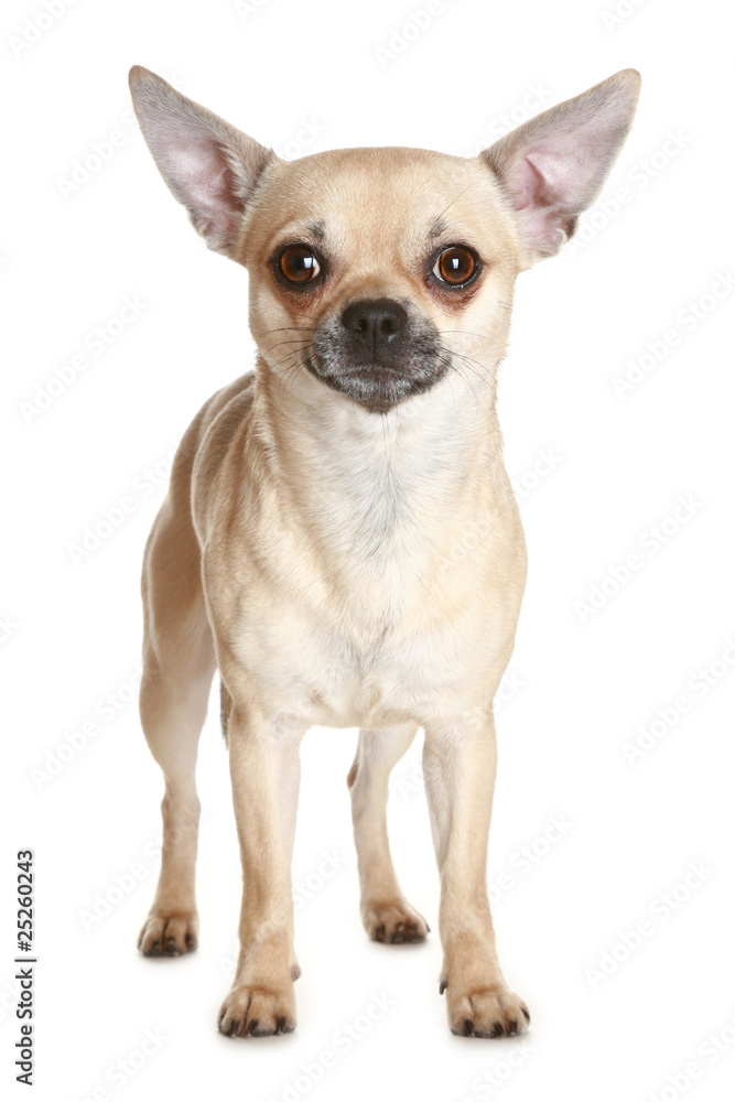 Chihuahua dog puppy