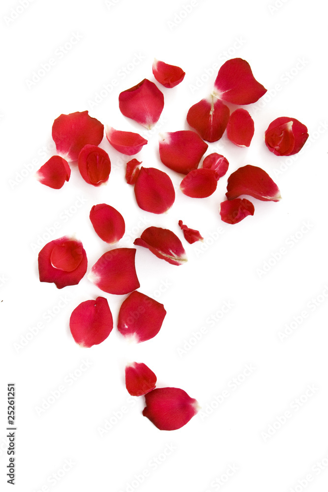 Rose petals isolated on white Rose petals isolated on white