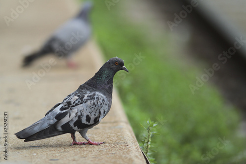 Tauben am Bahnsteig