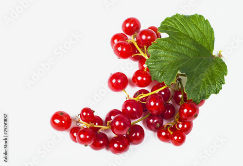 Red currant