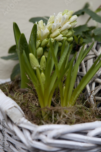 hyacinth in pot in street shop flower