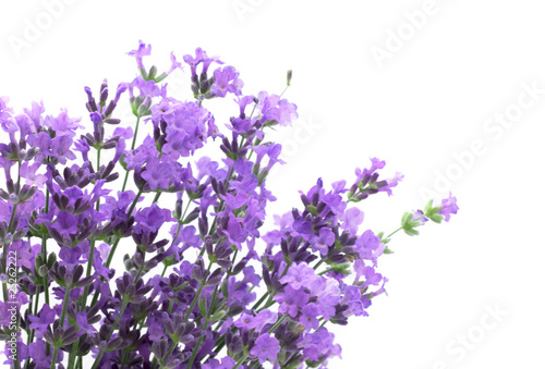 Lavender blossoms