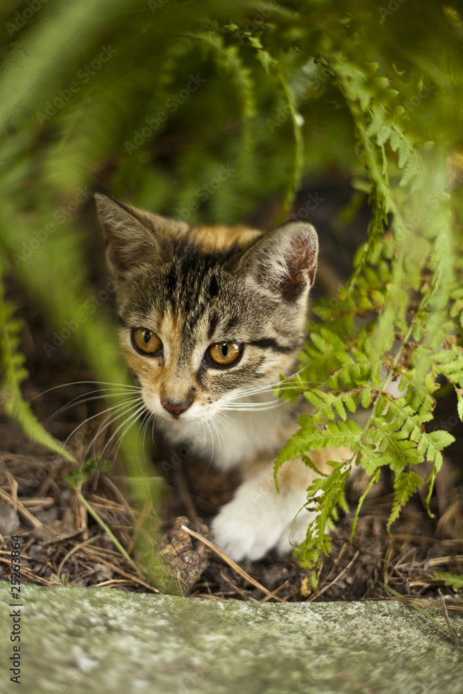 Mały ciekawski kotek schowany w ogrodzie