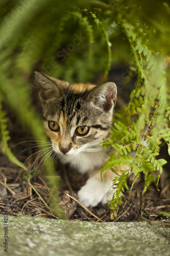 Mały ciekawski kotek schowany w ogrodzie © sitriel