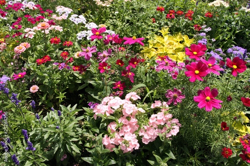 Fototapeta Naklejka Na Ścianę i Meble -  Blumenbeet