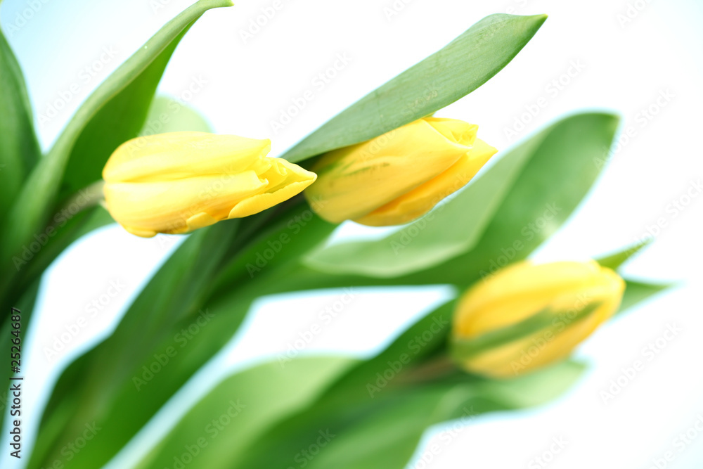 yellow tulips