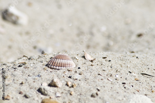 Muschel im Sand © mapoli-photo