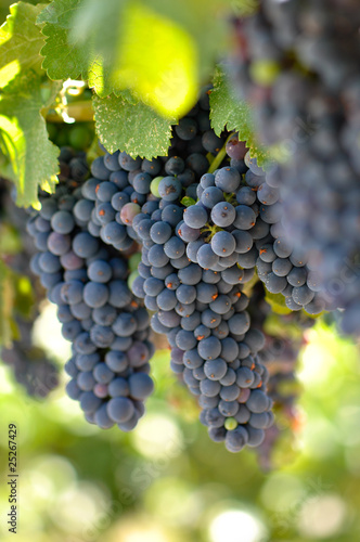 Red Grapes on the Vine