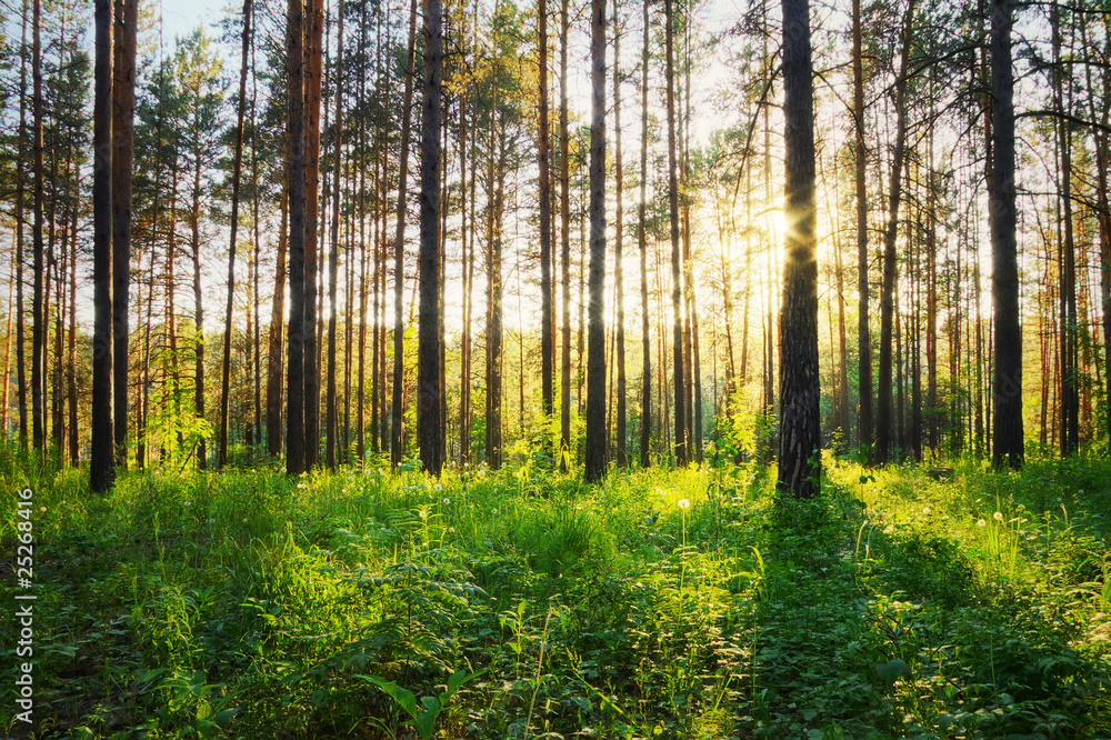 Obraz premium in the woods