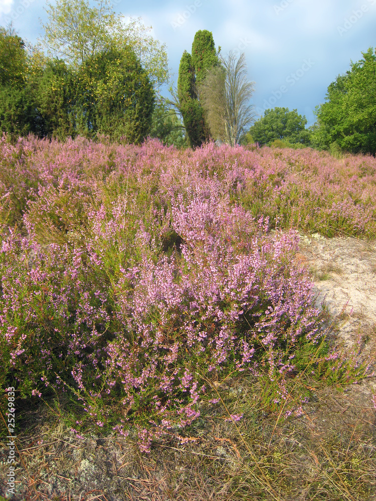 Lüneburger Heide Lüneburger Heide