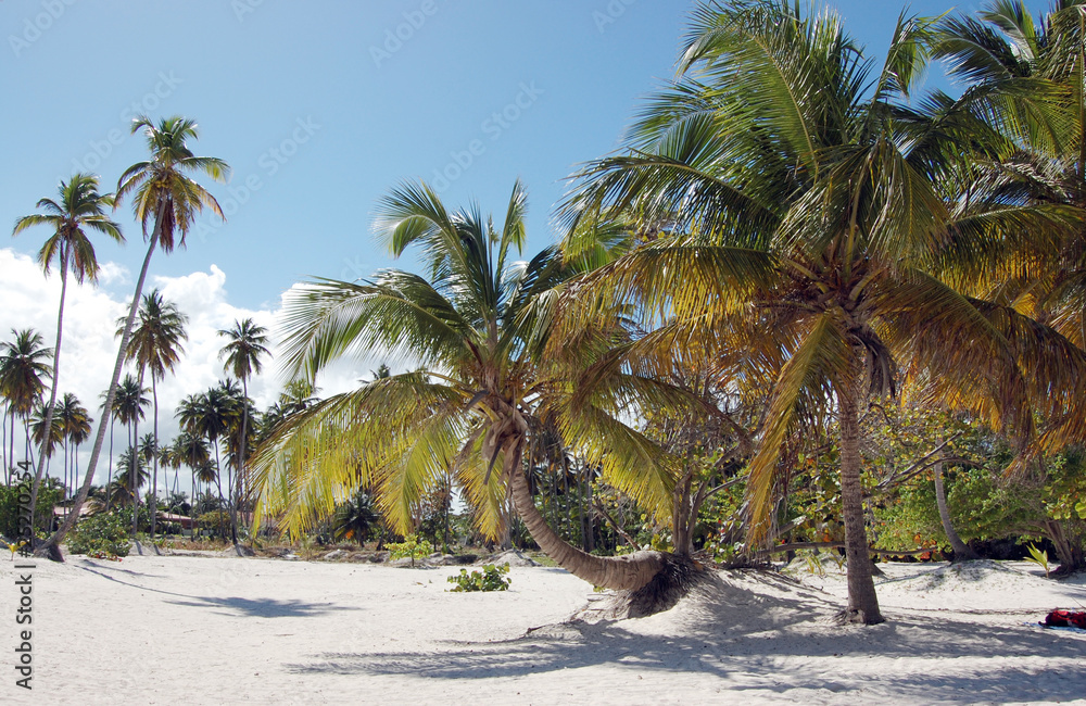 Obraz premium Palm tree
