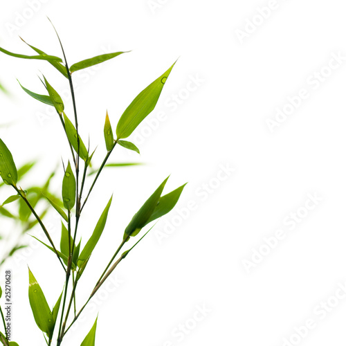 nature - bamboo branch  exotic border  green growth