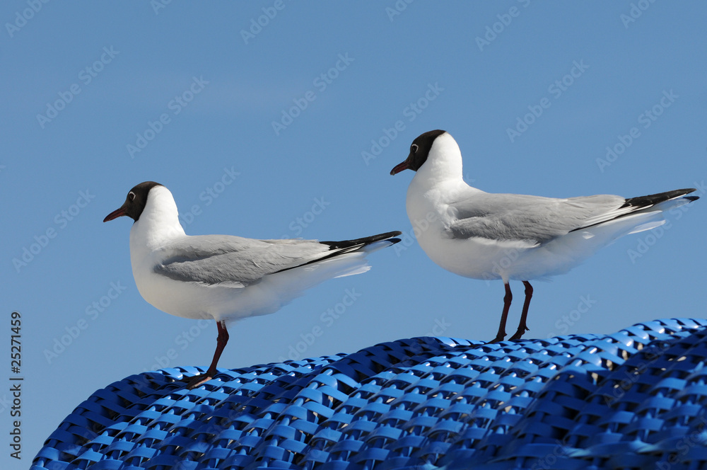 Obraz premium Zwei Möwen auf Strandkorb