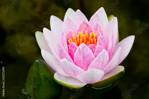 Pink Lotus  Water Lily 