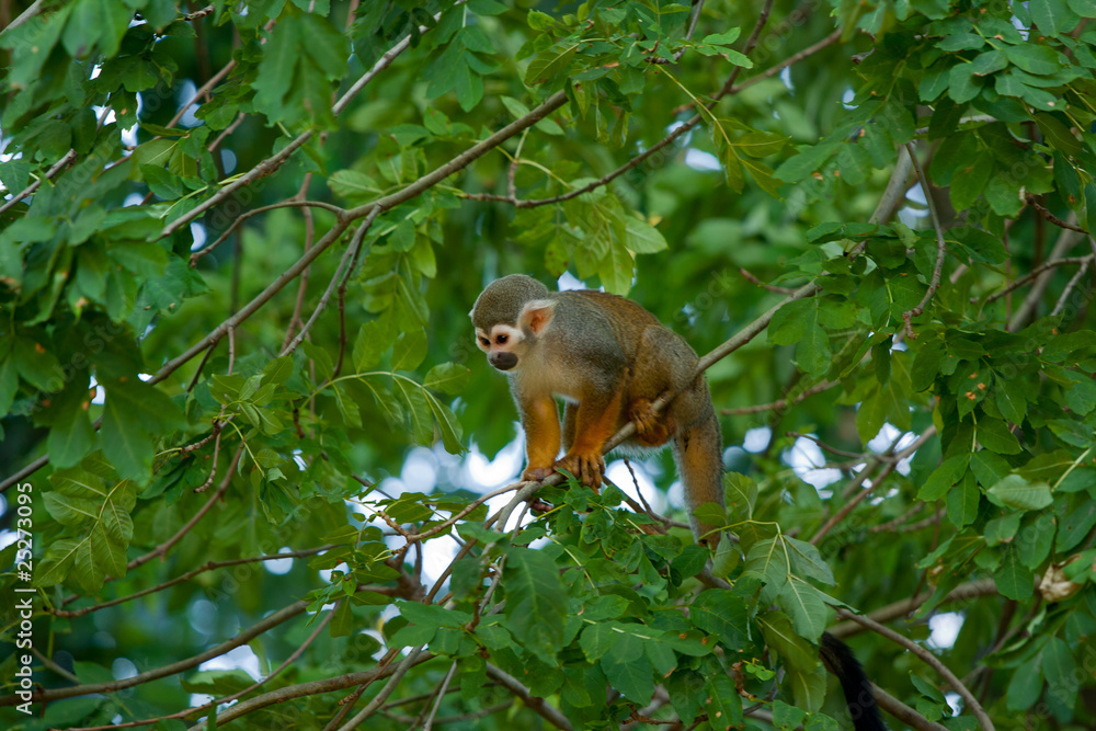 Obraz premium Saimiri