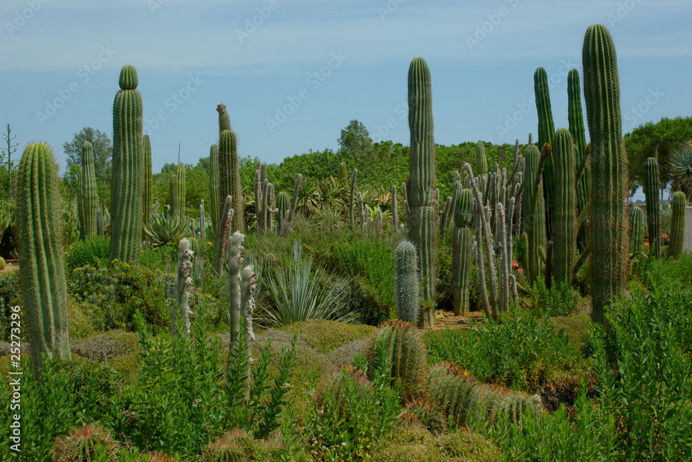 Beautiful cactuses on the cactus plantation