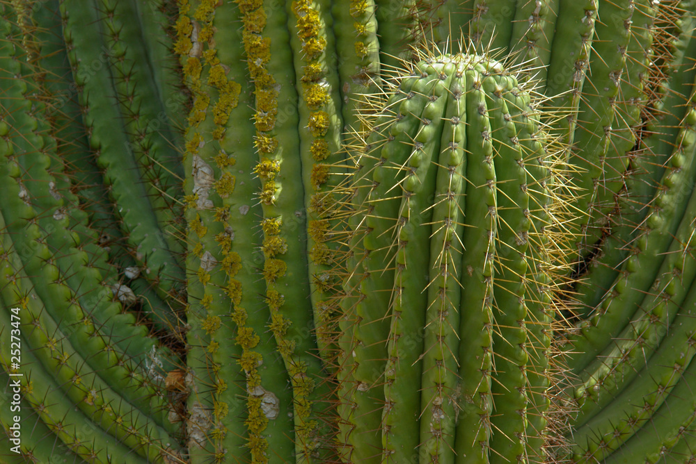 A few thick stems of cactus close-up. A few thick stems of cactus close-up.