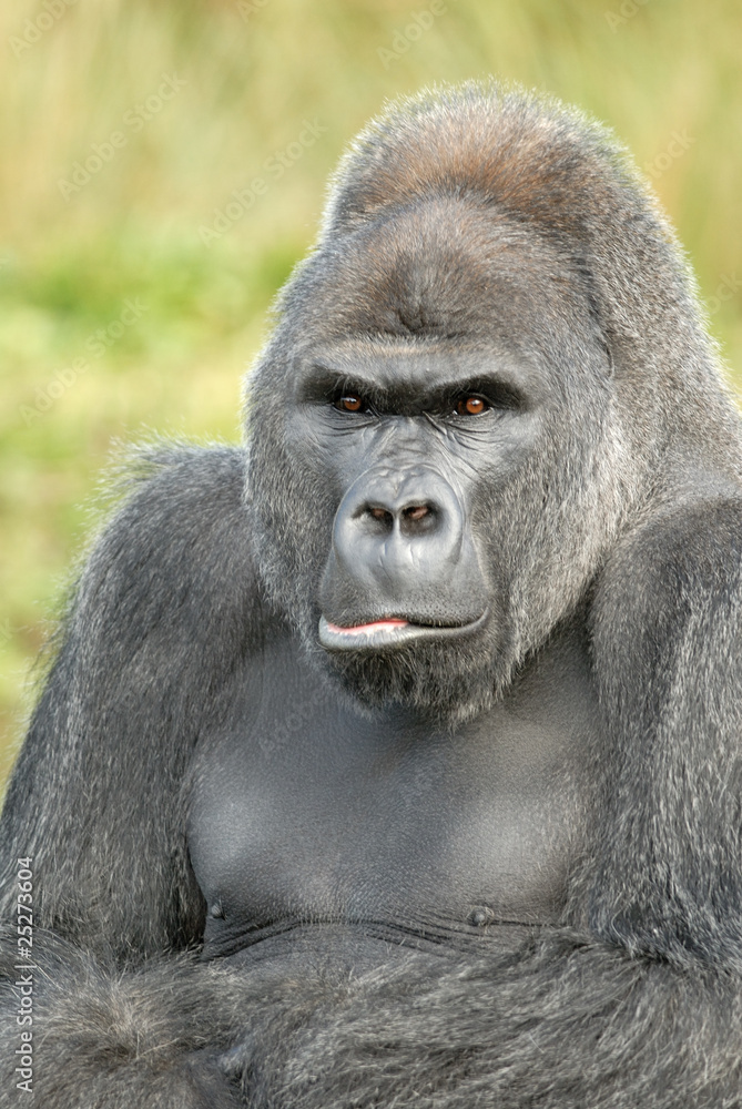 Obraz premium Gorilla