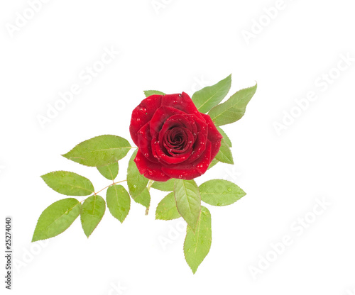 Red rose