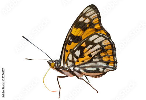 Butterfly (Sephisa dichroa) 4
