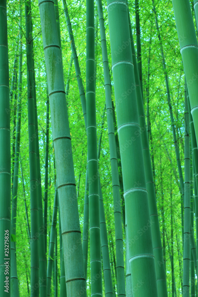 Fototapeta premium 竹林