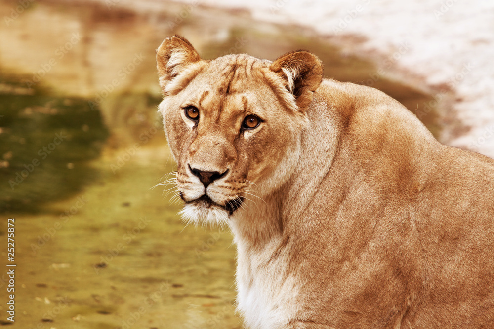 Fototapeta premium Löwe