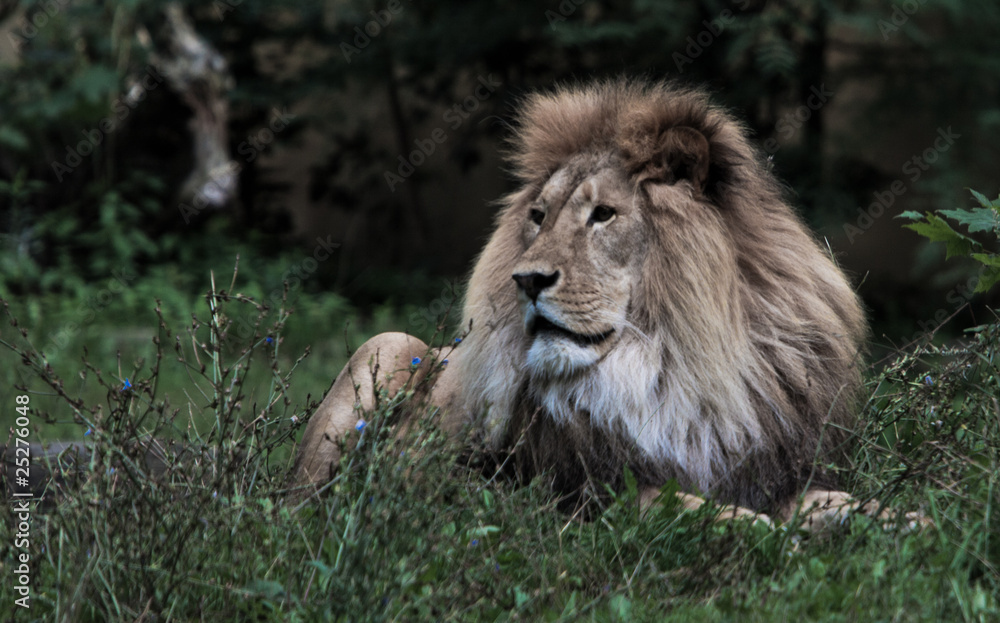 Naklejka premium Löwe