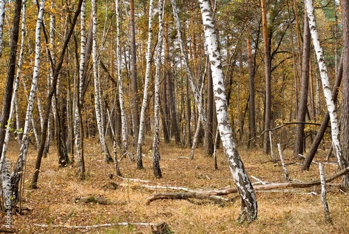 autumn birch forest