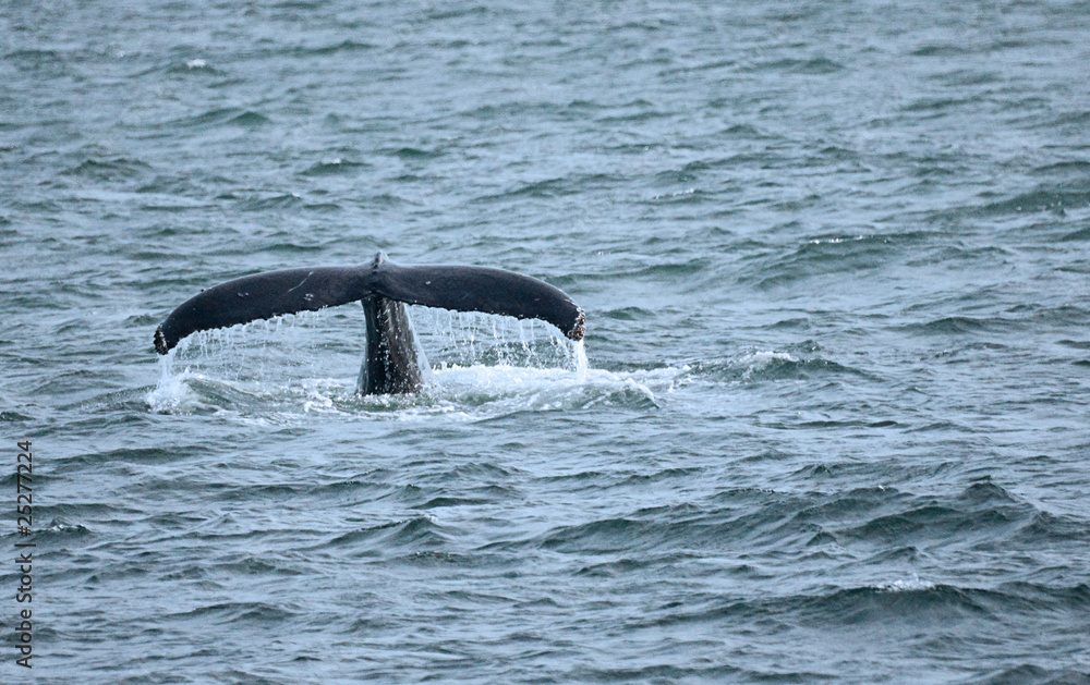 Obraz premium Whales