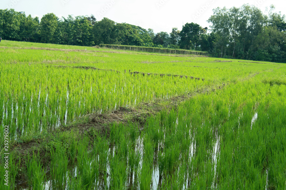 Obraz premium Green rice field.