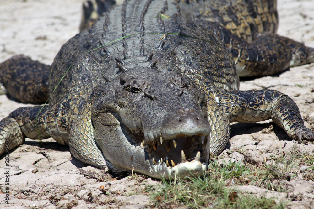 Obraz premium Krokodil