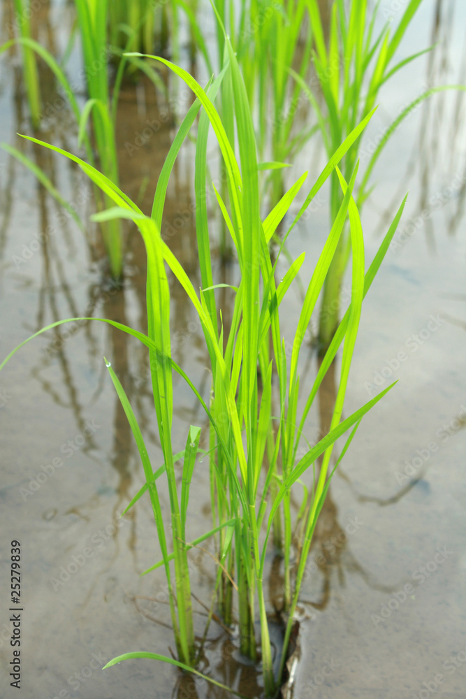 Fototapeta premium Green rice field.