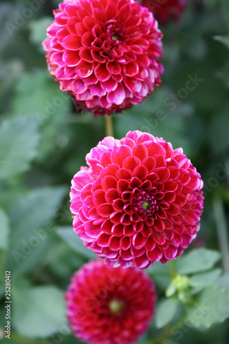 Dahlien