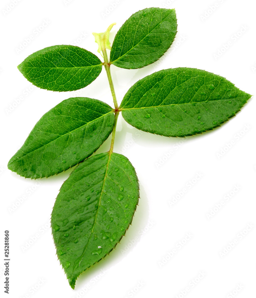 feuille de rosier avec ombre, fond blanc Stock Photo Adobe Stock