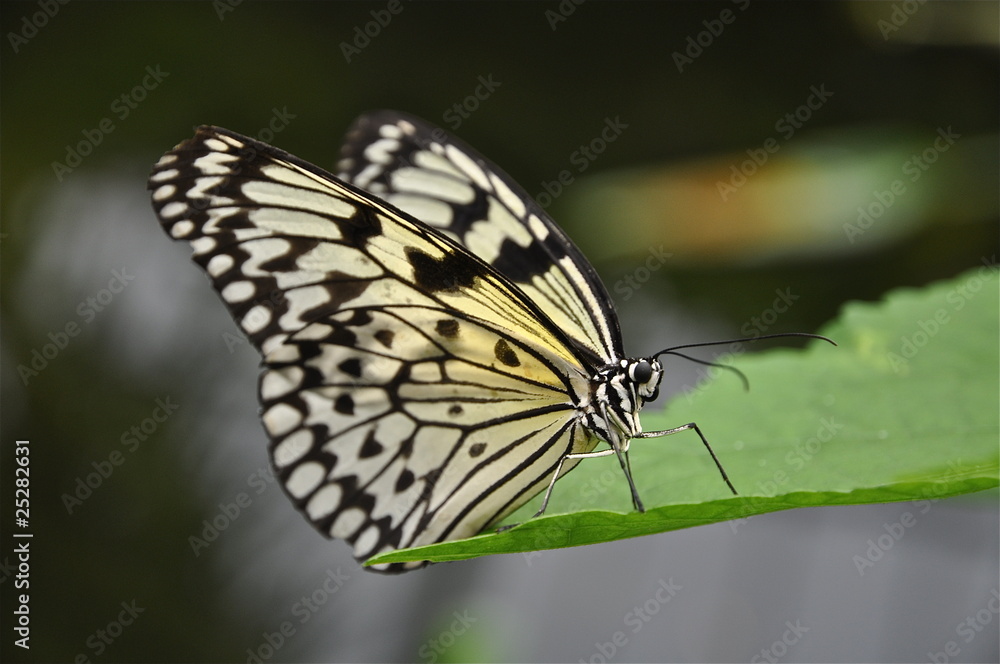 Papillon Papillon