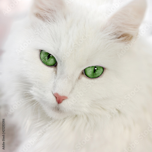white cat
