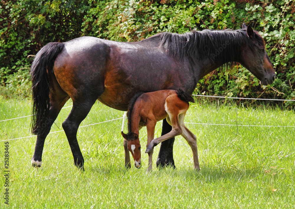 Fototapeta premium Bay Horse with her Foal