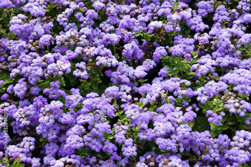 Background with ageratum flowers