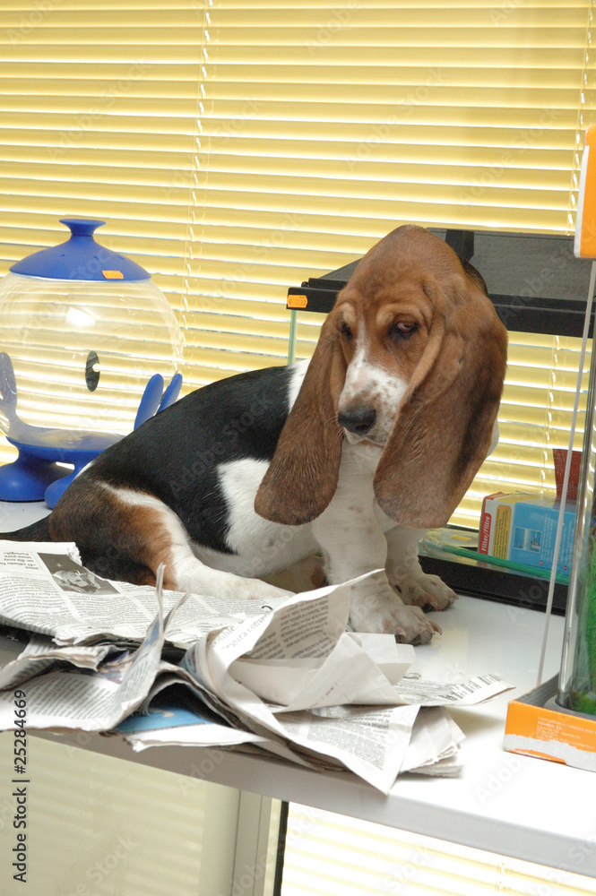 Cachorro de Basset Hound Travieso Stock Photo | Adobe Stock