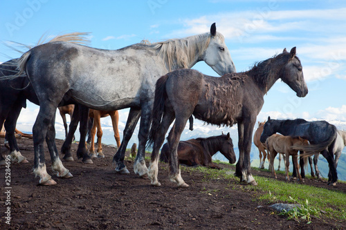 A herd of horses © Hunta