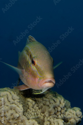 Foto Rosy Goatfish