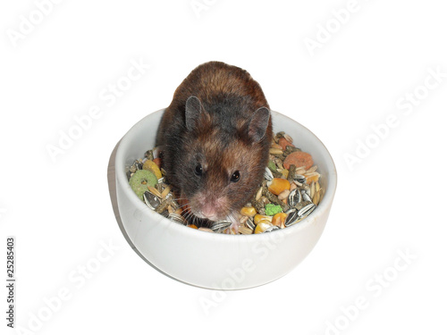 Hamster