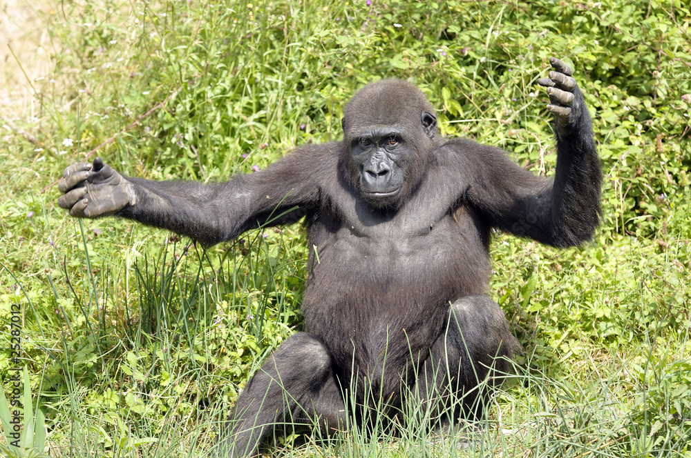 Jeune gorille